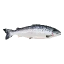 Salmon سلمون