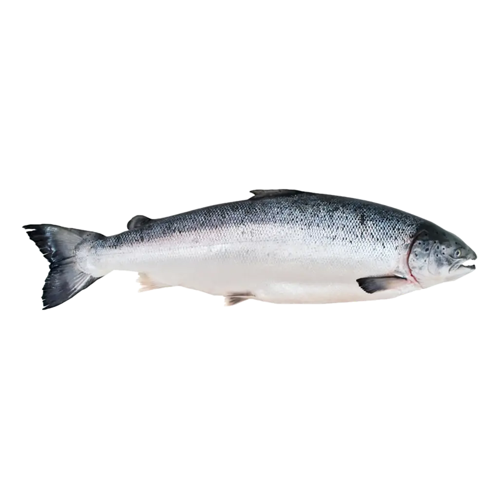 Salmon سلمون (1/2 Kg, Gutted)
