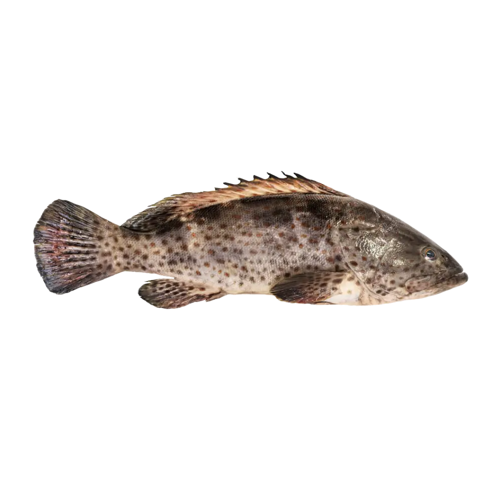 Hamour هامور (1/2 Kg, Whole)