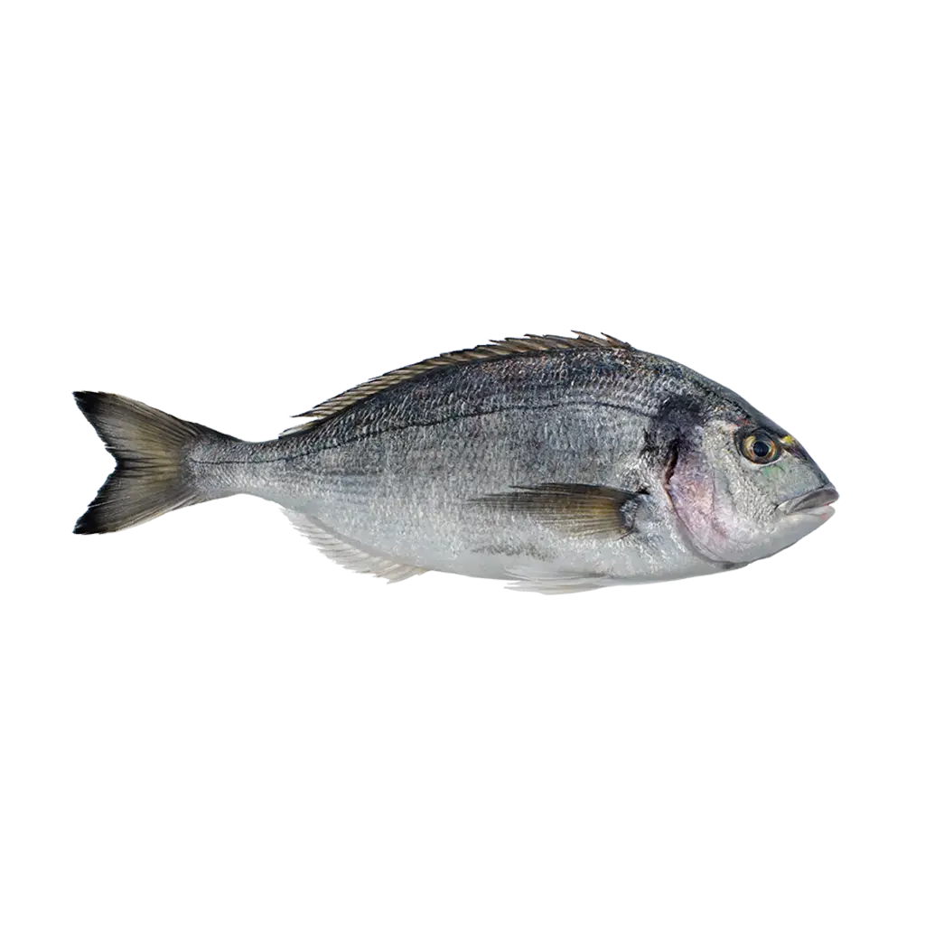 Sea Bream سي بريم (1/2 Kg, Whole)