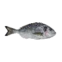 Sea Bream سي بريم
