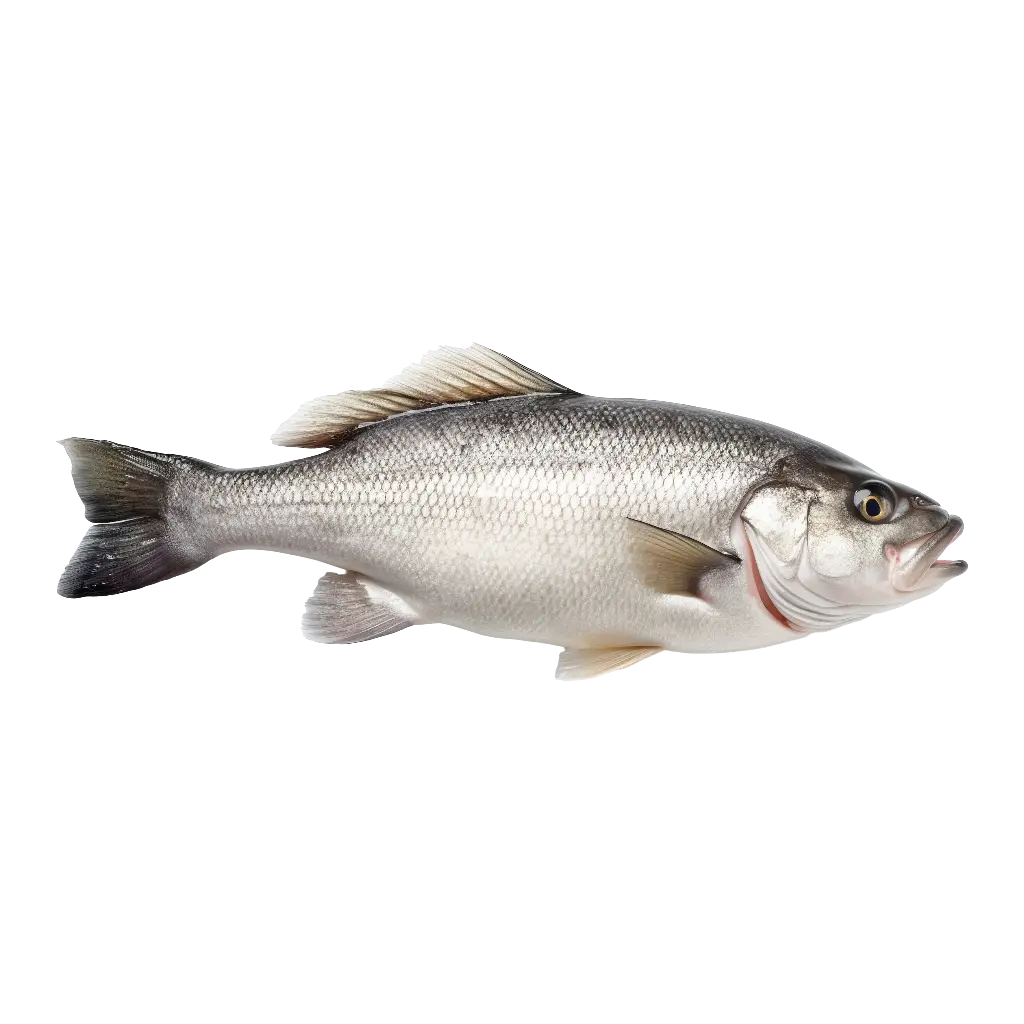Sea Bass سي باس (1/2 Kg, Whole)