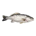 Sea Bass سي باس