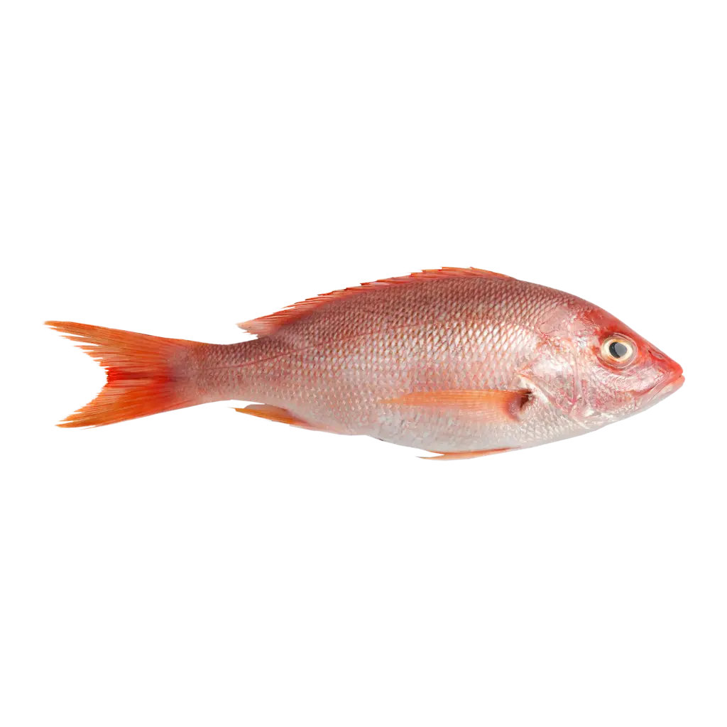 Red Snapper الحمراء (1/2 Kg, Whole)