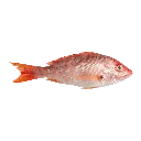 Red Snapper الحمراء