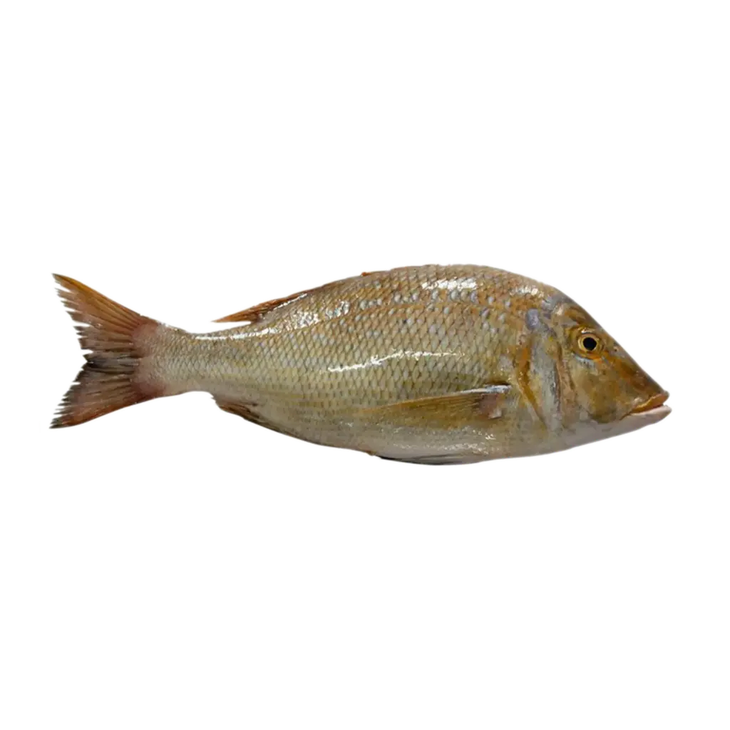 Sheri شعري (1/2 Kg, Whole)