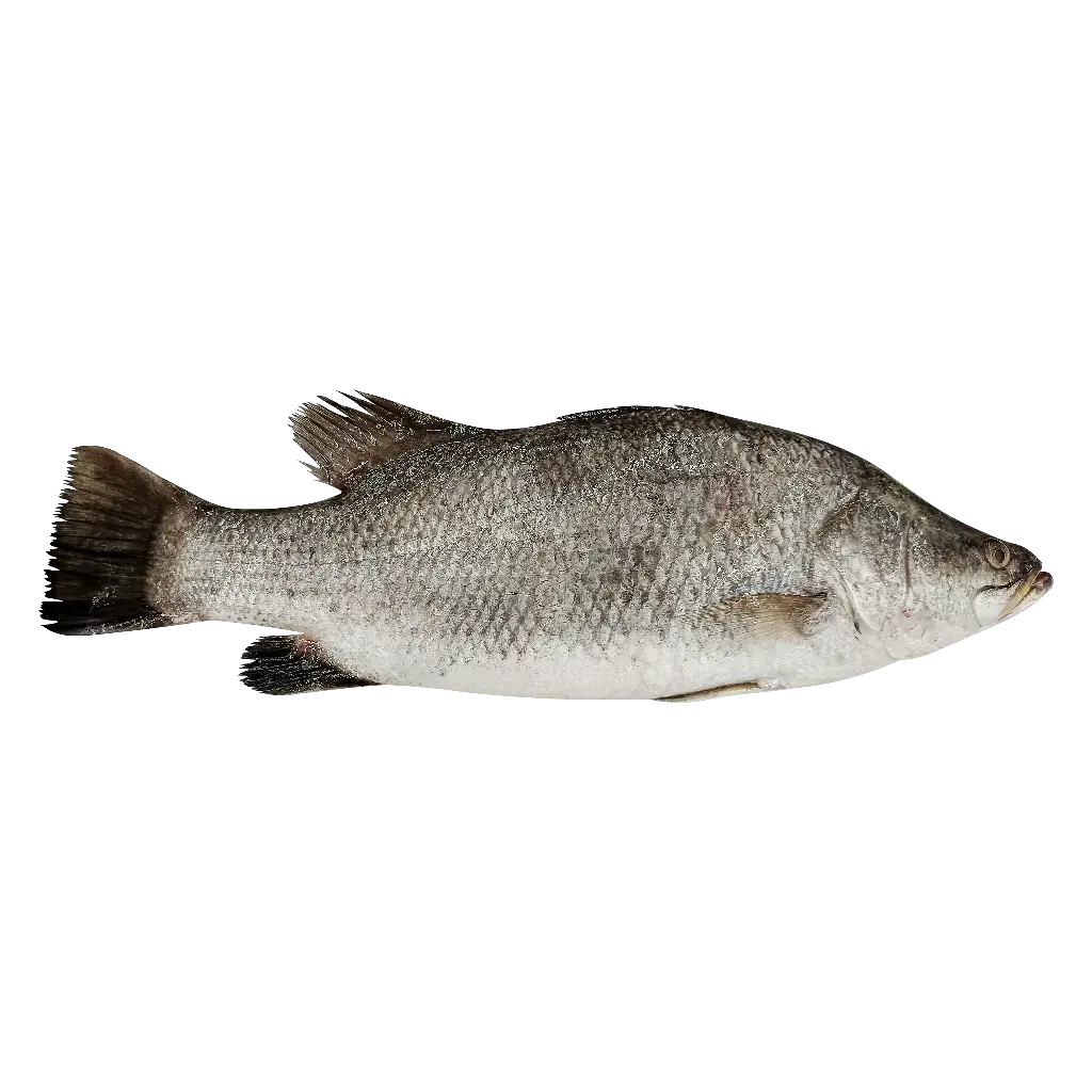 Arabian Sea Bass عربي سي باس  (1/2 Kg, Whole)