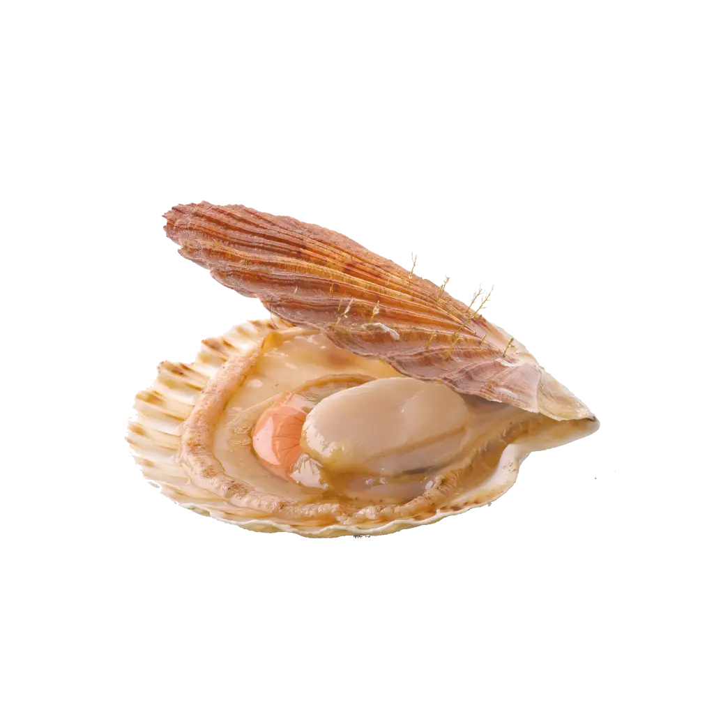 Scallops إسقلوب
