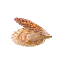 Scallops إسقلوب