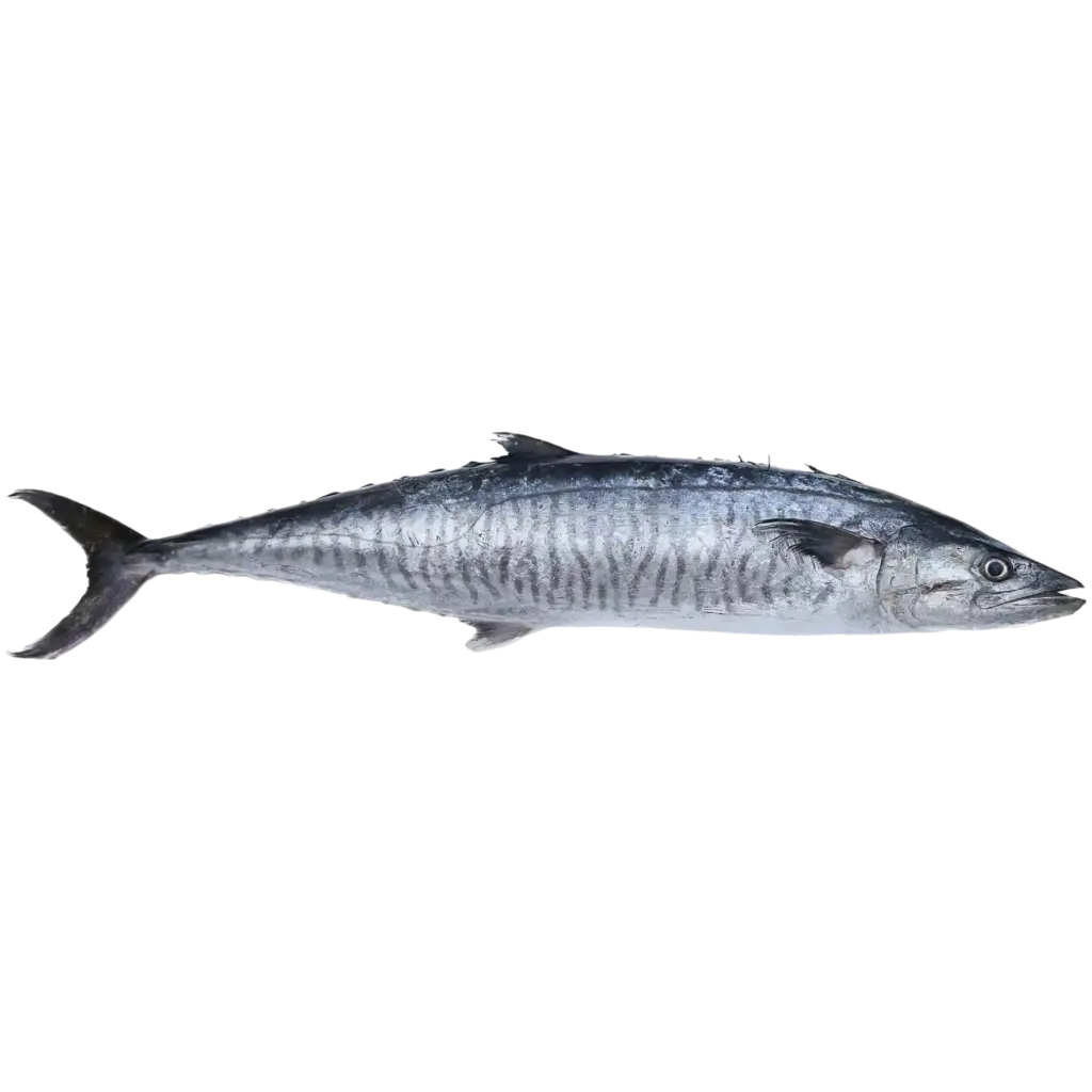 King Fish سمك كنعد