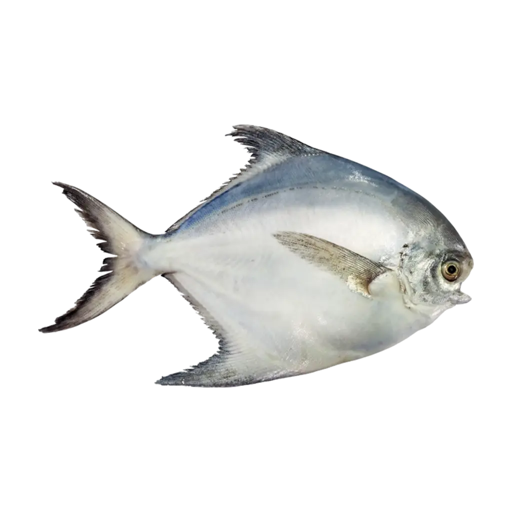 Silver Pomfret الزبيدي 