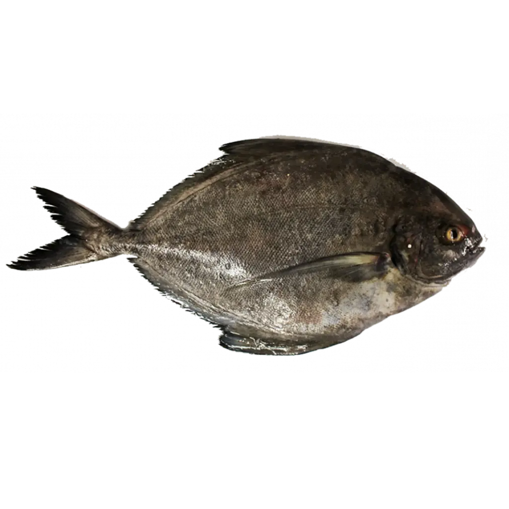 Black Pomfret زبيدي أسود
