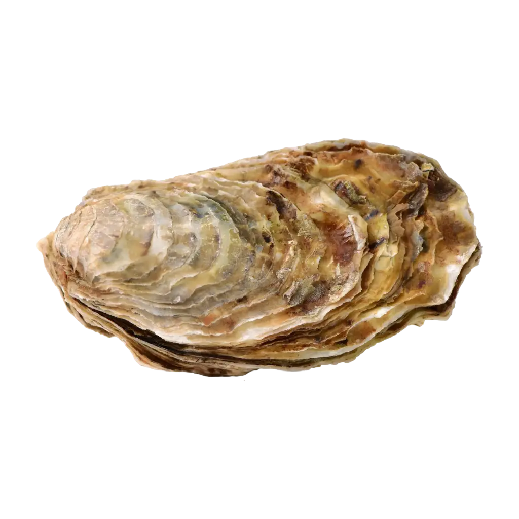 Oyster مَحار (Pre-shucked)