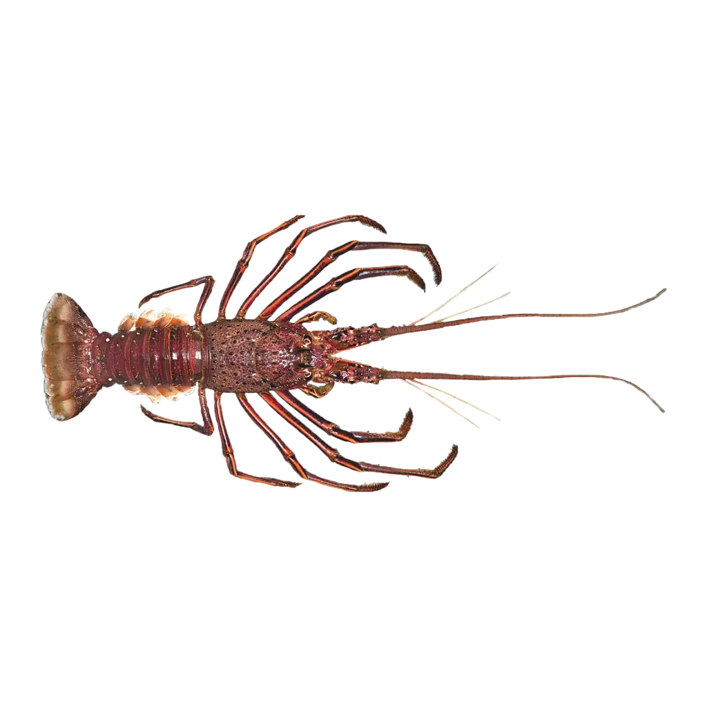 Lobster لوبستر (1/2 Kg, Whole)