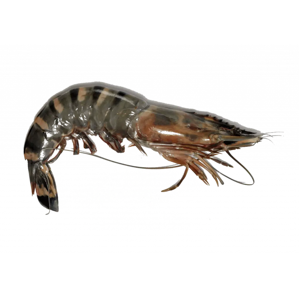 Tiger Prawns روبيان (1/2 Kg, Medium (15 Count/Kg), Whole)