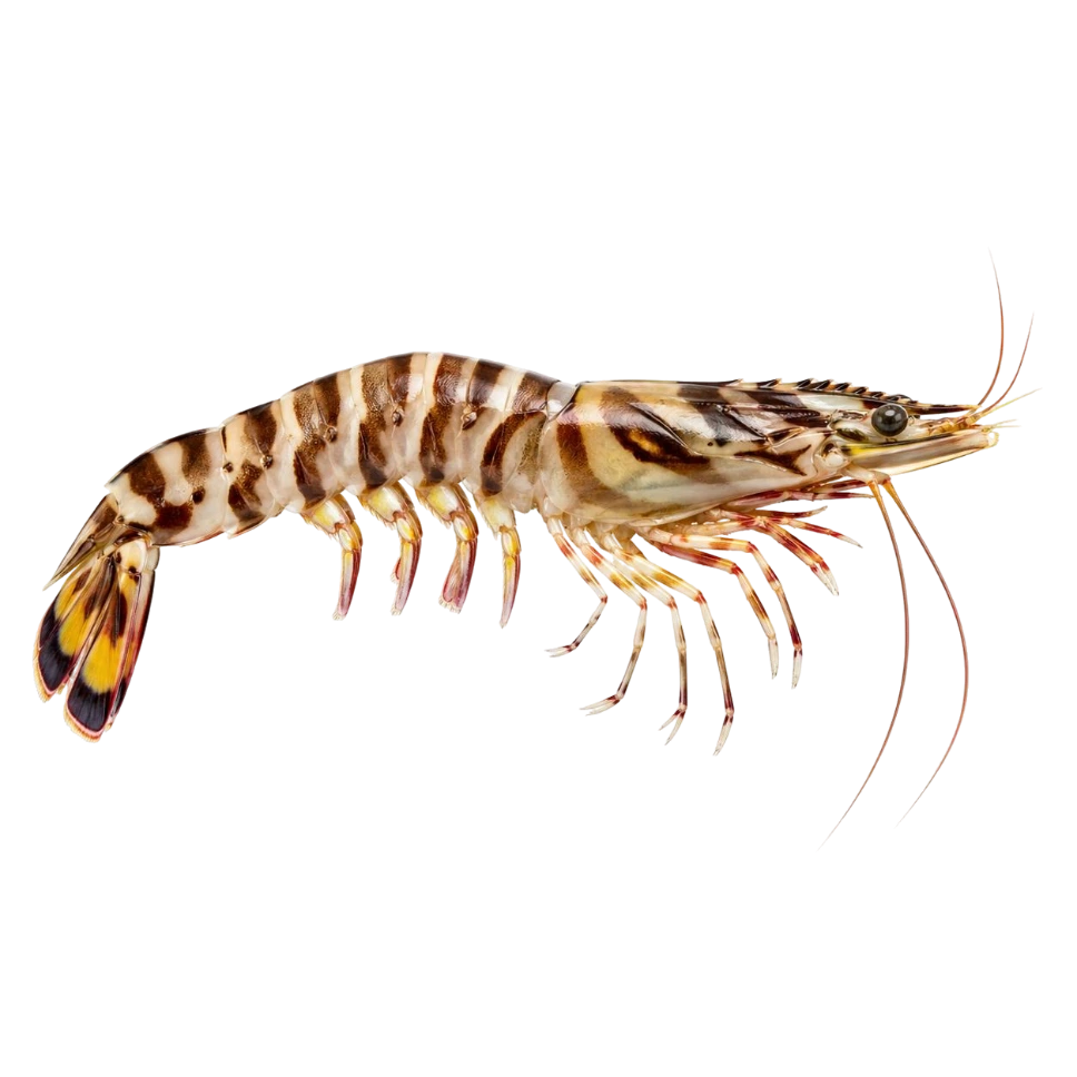 Flower Tiger Shrimp  روبيان النمر (1/2 Kg, Medium, Whole)