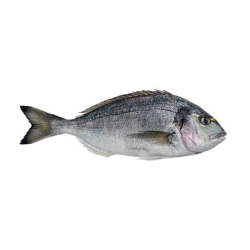 Sea Bream سي بريم