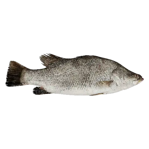 Arabian Sea Bass عربي سي باس 