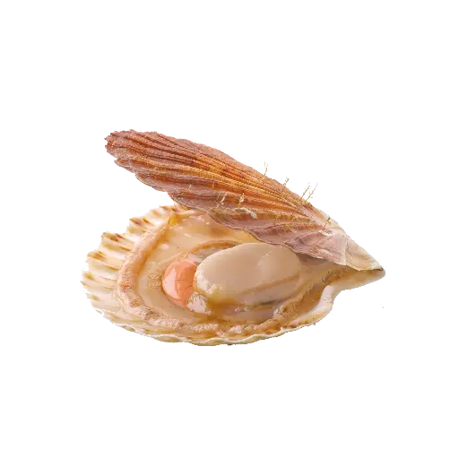 Scallops إسقلوب