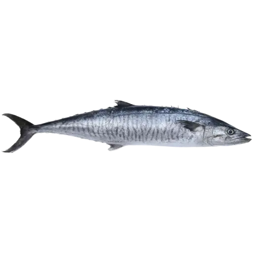 King Fish سمك كنعد