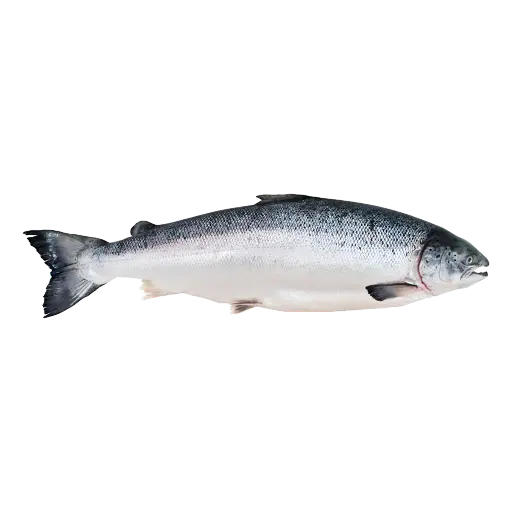 Salmon سلمون